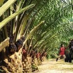 EDO PALM OIL PROGRAMME AND BOOSTING NIGERIA’S GDP